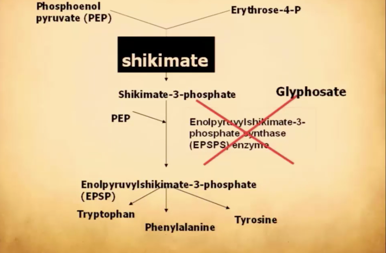 shikimate pathway glyphosate