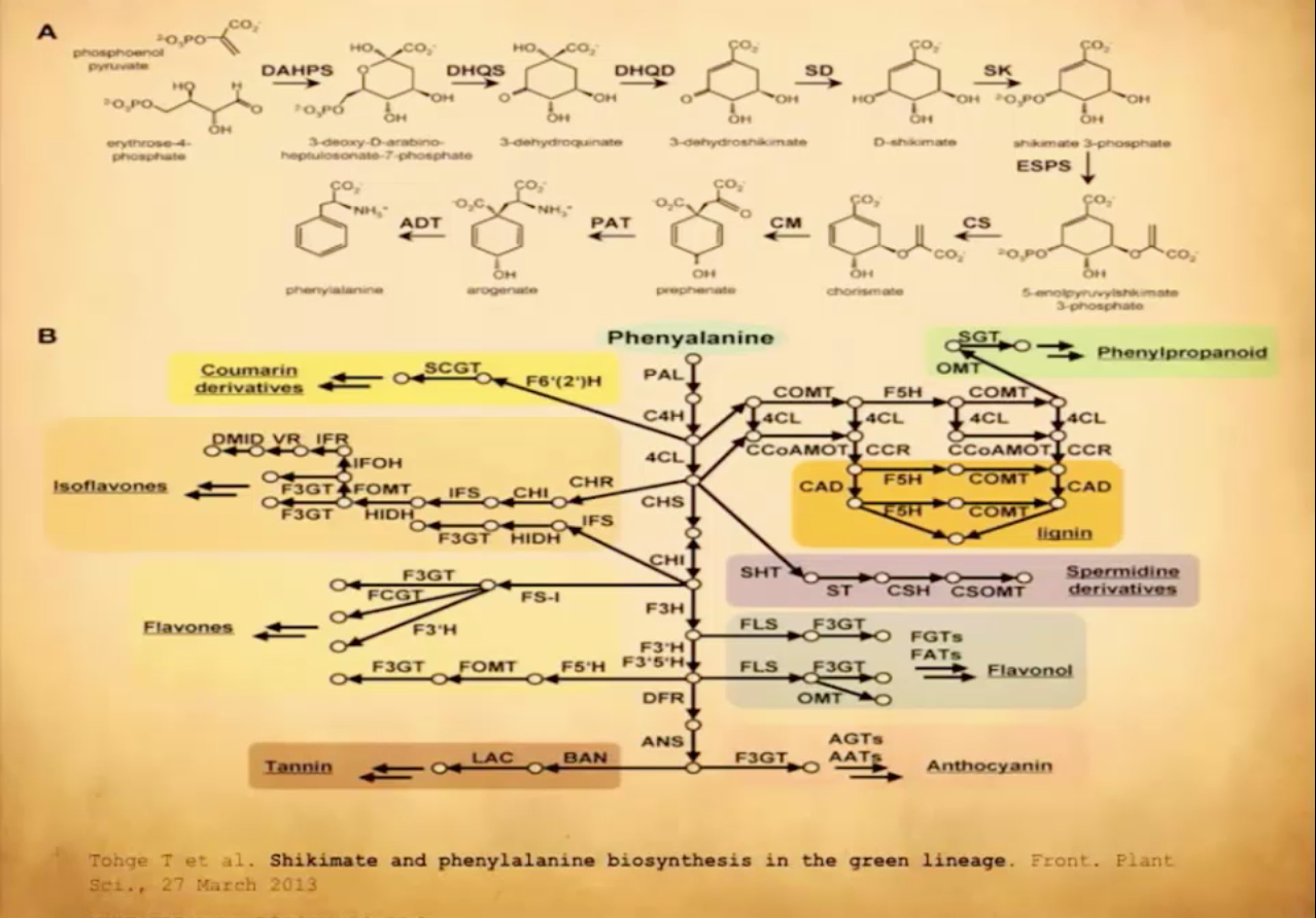 shikimate pathway antioxidants