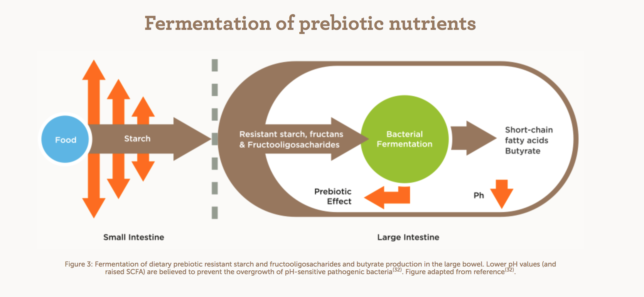 Prebiotic benefits in gut